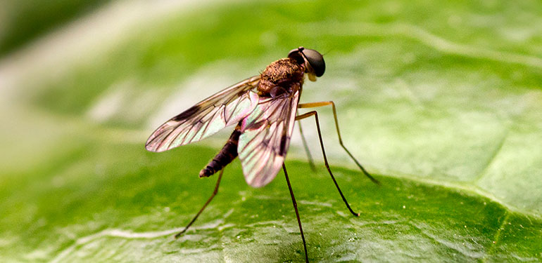 A close-up of a midge (fly) on a leaf.