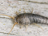 A close up of a silverfish sitting on wood.